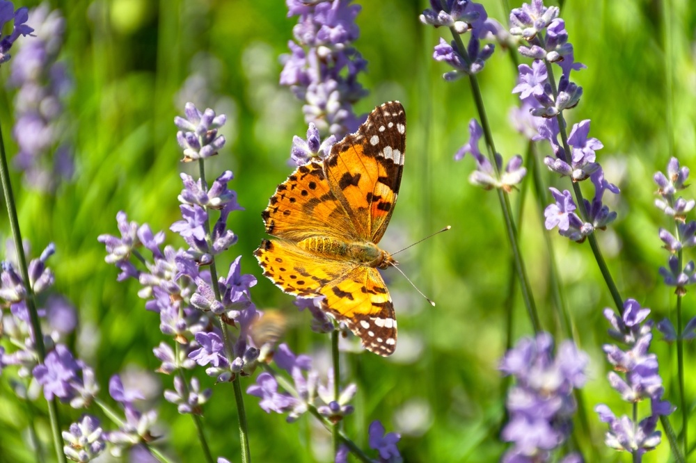 Maak Van Je Tuin Een Vlinderparadijs Tuinwereld Dordrecht