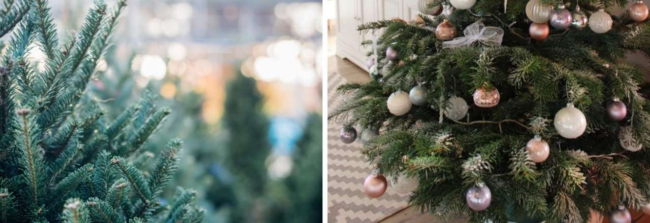 Kreta Ontdekking Verbinding Kerstbomen - TuinWereld Dordrecht