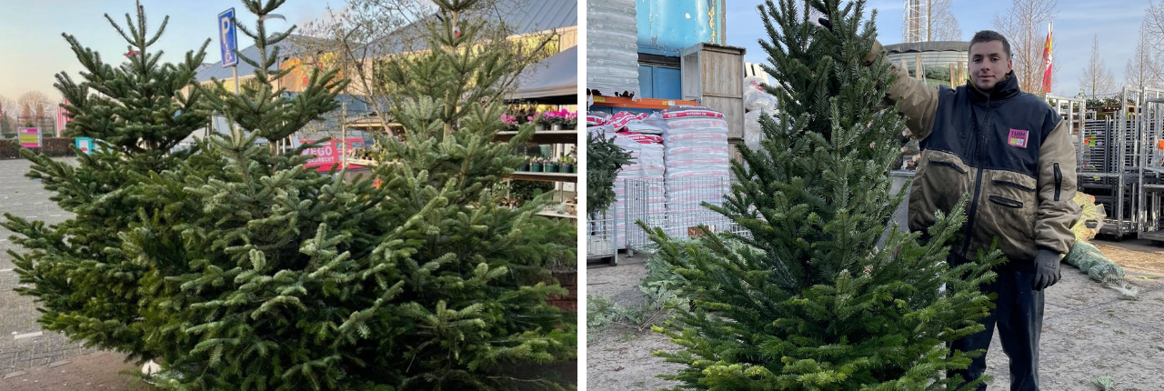halfrond Melodrama Varken Kerstboom kopen Zwijndrecht - TuinWereld Dordrecht