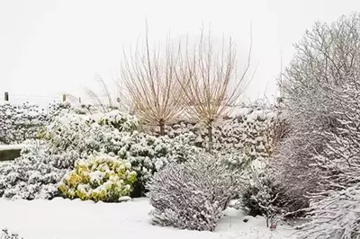 10 tips om je planten tegen vorst te beschermen