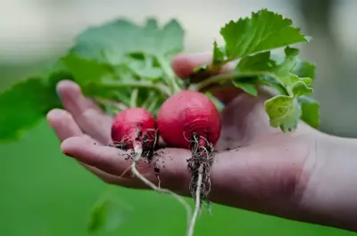 De eetbare tuin in de zomer