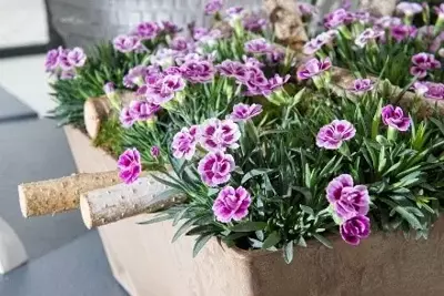 Dianthus Pink Kisses