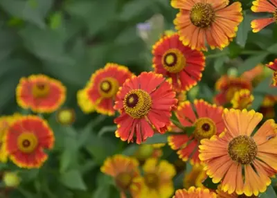 Nazomerboost voor de tuin