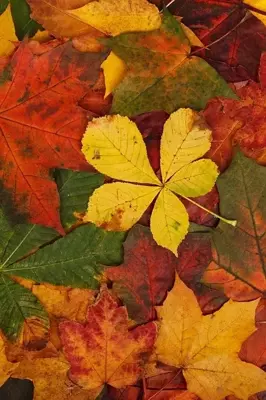 Bomen en struiken met mooi herfstblad