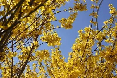 Winterbloeiers planten