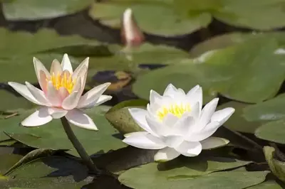 Waterplanten