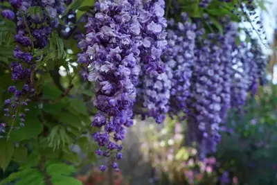 Top 9 droogteminnende planten