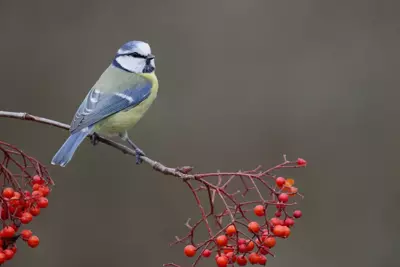 Vogels herkennen