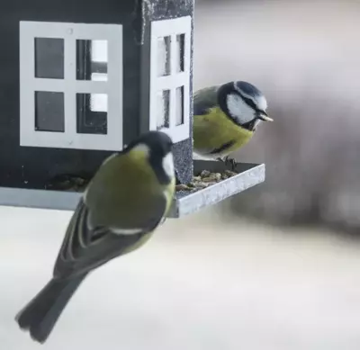 Vogels tellen!