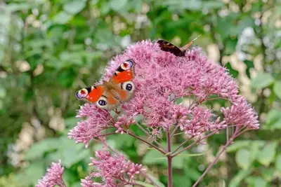 Zonnige septemberbloeiers