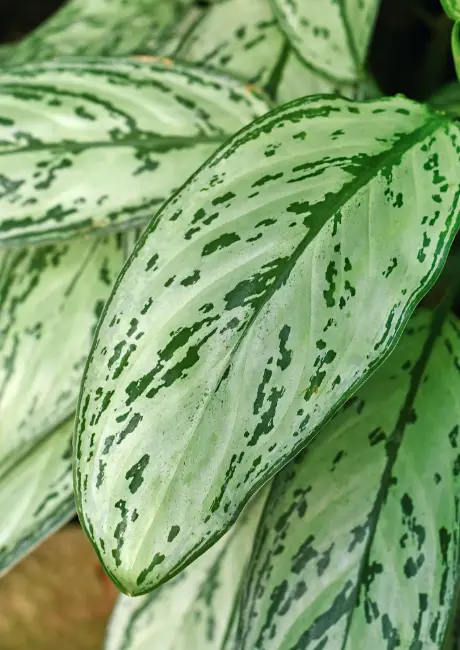 Aglaonema P14 Silver Queen