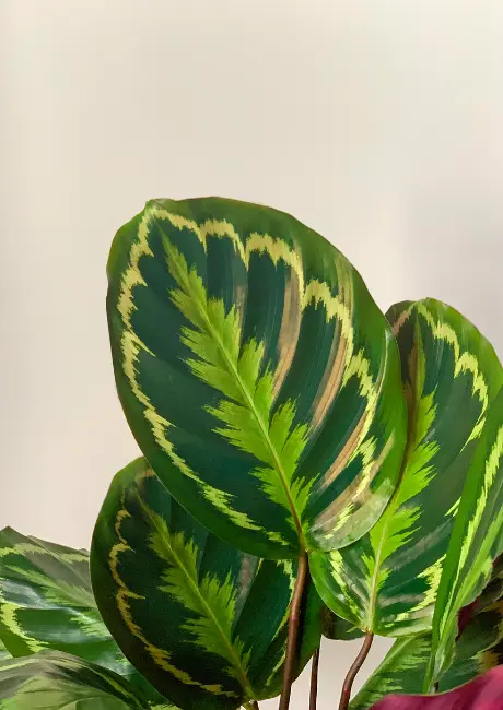 Calathea P14 mix