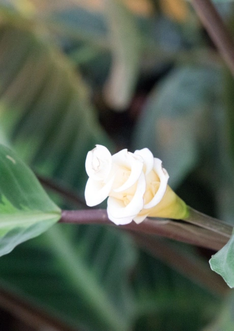 Calathea P19 Warscewiczii ASP met bloem