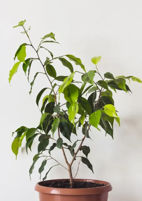 Ficus Benjamina p27