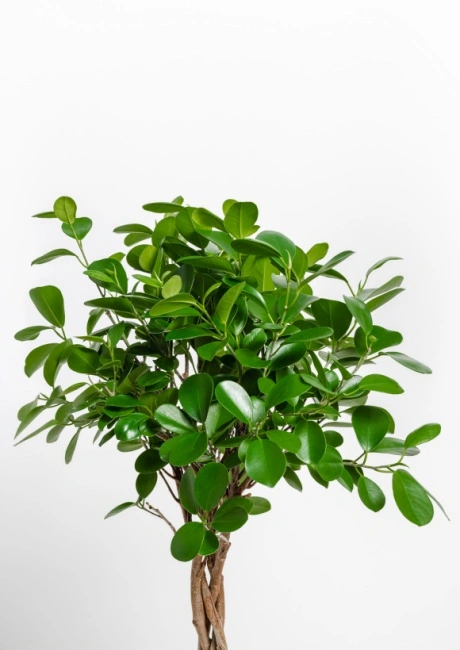 Ficus moclame p27 