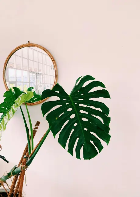 Monstera Deliciosa 70cm Kratiste stok