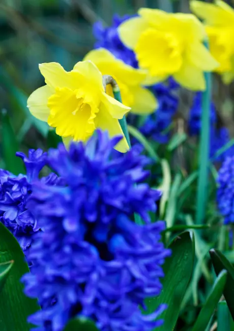 Narcis tete a tete en blauwe druifjes