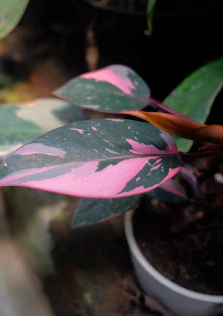 Philodendron Pink Princess