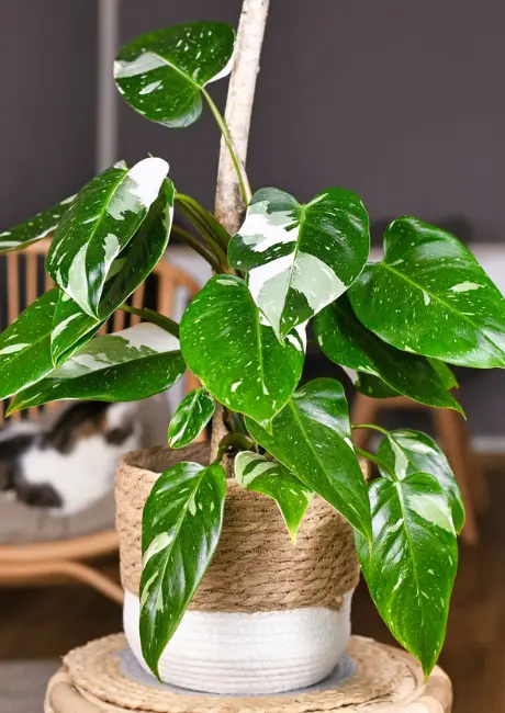 Philodendron White Princess