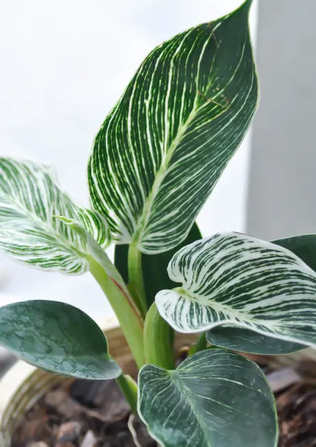 Philodendron White Wave