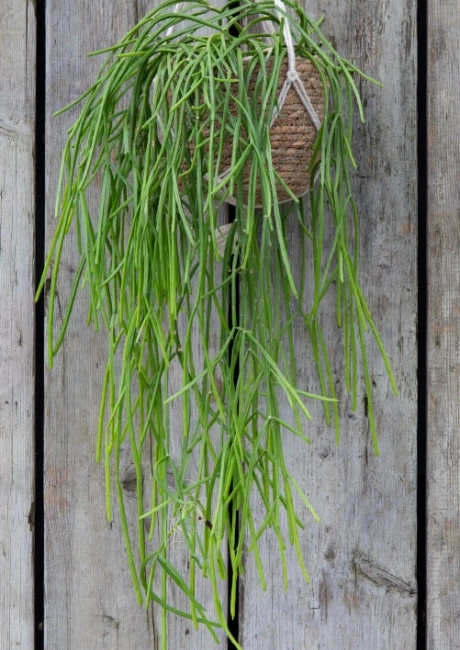 Rhipsalis baccifera Oasis hangpot