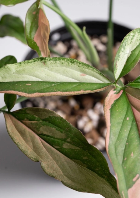 Syngonium Red Spot Tricolor